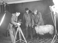 Pat Daly's Chief Veterinary Office - Lyons0004799.jpg  Pat daly chief veterinary office with the Creagh Research Institute Ballinrobe having a sheep's mouth photographed to show the effect of grazing on mossy ground. Photo taken in the studio. : Daly