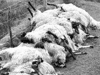 Sheep killed - Lyons0005087.jpg  Sheep killed by dogs in Liscarney. : Sheeep