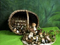 Mrs Ryan's mushrooms - Lyons0005119.jpg  Mrs Ryan's mushrooms in a basket. : Mushrooms, Ryan