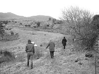 Sheep killed by dogs - Lyons0005178.jpg  Sheep killed by dogs at O' Grady's farm Murrisk. Going to check the remaining sheep with the local guard. : Murrisk, O'Grady, Sheep