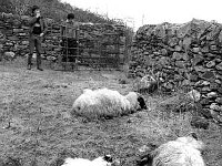 Sheep killed by dogs - Lyons0005179.jpg  Sheep killed by dogs at O' Grady's farm Murrisk. : Murrisk, O'Grady, Sheep
