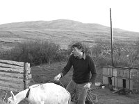 Irish Times photo, 1981. - Lyons00-21570.jpg  Irish Times journalist Michael Viney on his self-sufficent farm Killaghadoon, Louisburgh. : 19810124 Michael Viney 1.tif, Irish Times, Lyons collection