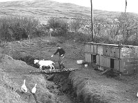 Irish Times photo, 1981. - Lyons00-21572.jpg  Irish Times journalist Michael Viney on his self-sufficent farm Killaghadoon, Louisburgh. : 19810124 Michael Viney 3.tif, Irish Times, Lyons collection
