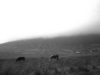 Irish Times photo, 1983. - Lyons00-21574.jpg  The search for three farmers in Slievemore, Achill for Olivia Hall Irish Times. Mist covering Slievemore, Achill. : 19830101 Slievemore Achill 1.tif, Irish Times, Lyons collection