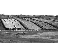 Irish Times photo, 1984 - Lyons00-21595.jpg  Carromore near Belmullet. : 198407 North Mayo 13.tif, Irish Times, Lyons collection