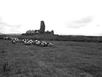 Irish Times photo, 1984 - Lyons00-21600.jpg  The burnt out ruins of Riocaird de Burca's fort Doona Castle on the Ballycroy side of Tullaghan Bay. In the foreground is a herd of local farmer's sheep. : 198407 North Mayo 18.tif, Irish Times, Lyons collection