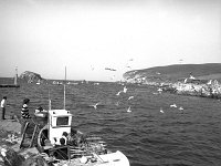 Irish Times photo, 1984 - Lyons00-21606.jpg  Another view of North Mayo harbour. : 198407 North Mayo 6.tif, Irish Times, Lyons collection